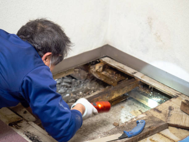 Best Best Mold Removal Companies  in Beattystown, NJ