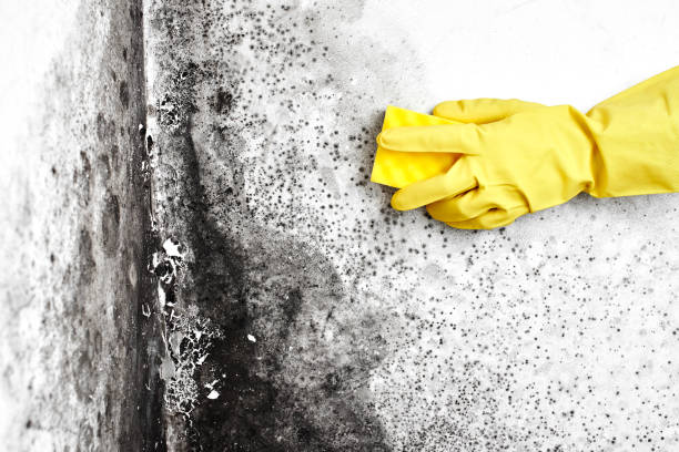 Best Mold Removal Process  in Beattystown, NJ
