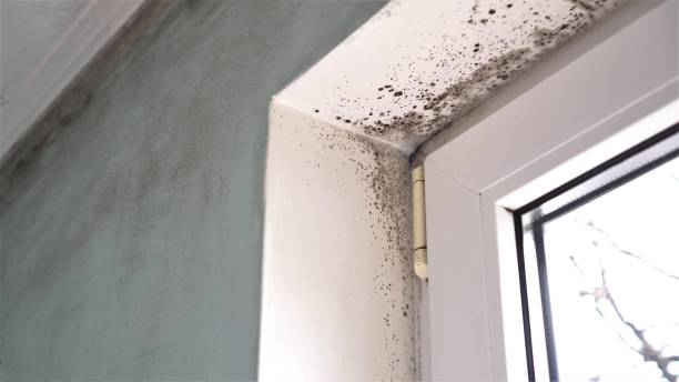 Best Mold Removal Company Near Me  in Beattystown, NJ