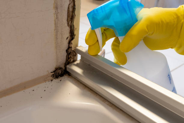 Best Attic Mold Removal  in Beattystown, NJ