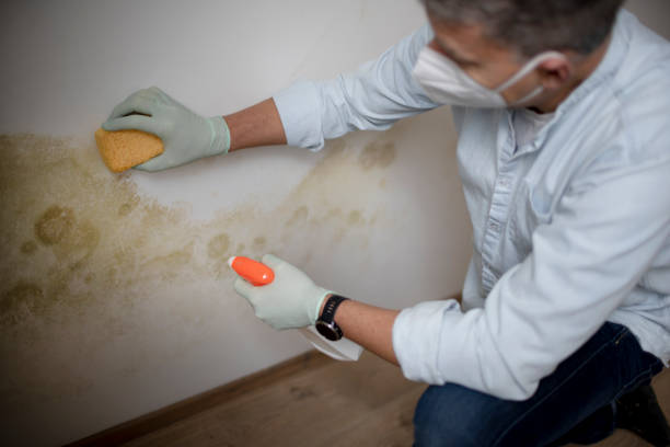 Best Professional Mold Removal  in Beattystown, NJ