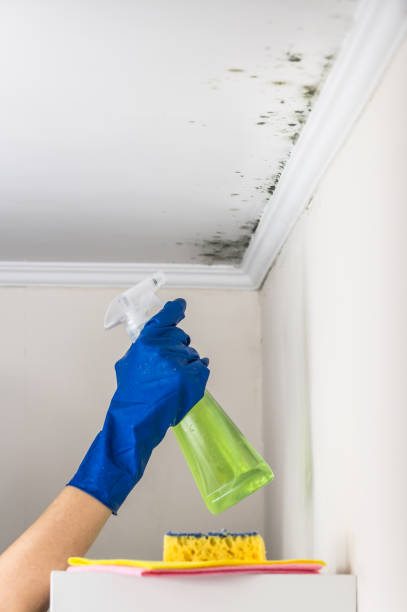 Best Mold Remediation Services  in Beattystown, NJ