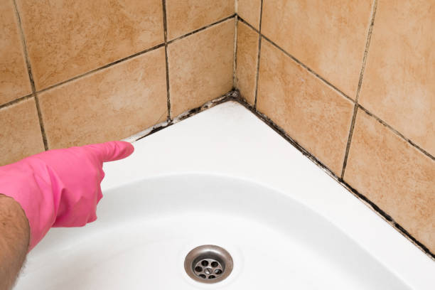 Reliable Beattystown, NJ Mold Removal Solutions